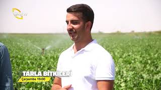 Tarla Bitkileri - Fragman - Bugün saat : 19 : 00 da