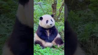 乖乖小花揣手手🥰 #panda #熊猫花花 #大熊猫和花 #cute