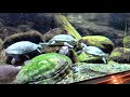 カイツブリとアカミミガメの給餌（井の頭自然文化園）little grebe u0026 red eared slider feeding time