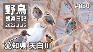 野鳥観察日記 #030 天白川（愛知県） 2022.1.15