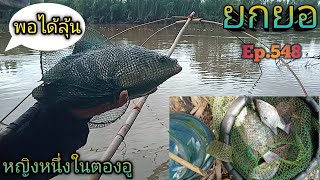 ยกยอแม่น้ำมะ'64 #77น้ำแห้งลงกว่าเดิมพอมีปลามาให้ลุ้น🐟🐟Ep.548