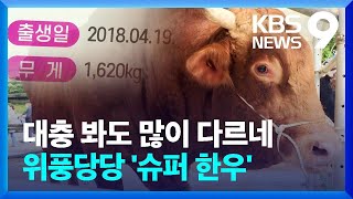 대충 봐도 많이 다르네...위풍당당한 슈퍼 한우 [9시 뉴스] / KBS  2022.10.12.