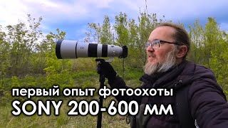 Первый опыт фотоохоты с Sony 200-600