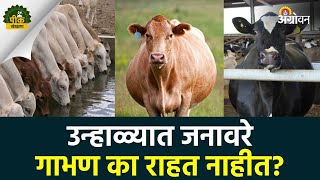 Animal Care : जनावरे गाभण न राहण्याची कारणे आणि उपाय | Agrowon | ॲग्रोवन