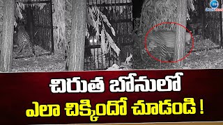 Tirumala Cheetah CCTV Visuals | Cheetah Traped In CCTV | చిరుత బోనులో ఎలా చిక్కిందో చూడండి ! | ZEE