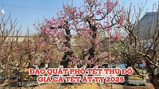 Đào quất phố tết thủ đô hà nội