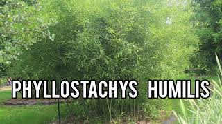 Phyllostachys humilis [Scottish Bamboo]