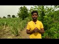 bayer solomon insecticide in hindi the farming guide.सोलोमन की सम्पूर्ण जानकारी.