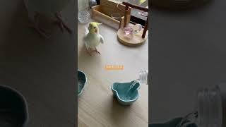 オカメインコのロア氏がお水を注ぐよ(音マネ)