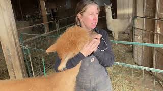 LAAFarming--You Don't Have to be a Veterinarian to Do This With Your Alpaca!