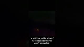 Did You Know This About Finding Nemo