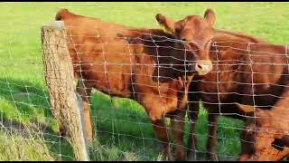 Hamburg Meine Heimat 💙 Duvenstedt 🐑🐐🐎🐁🐓 Bauernhof  Juli 2021