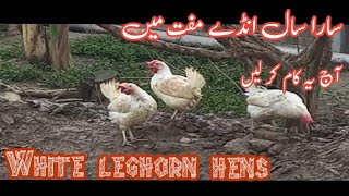 فارمی مرغی کے دیسی انڈے | White leghorn hens for organic eggs @rajbrosfarm