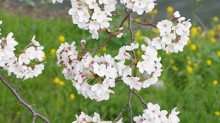 飯田橋〜市ヶ谷　川沿に桜花見☆　Аллея сакуры вдоль реки