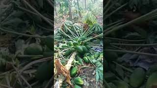 तुम्ही पहा गारपीट ने शेतकर्यांचे कीती मोठ्या प्रमाणात नुकसान#short#pablik #viral #agriculture