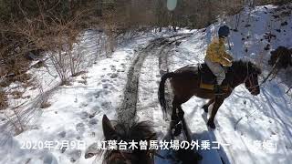 木曽系和種馬「章姫」の雪道襲歩、速度変化映像