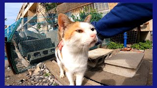 団地で見掛けた三毛猫をナデナデしたら喜んで膝の上に乗ってきた