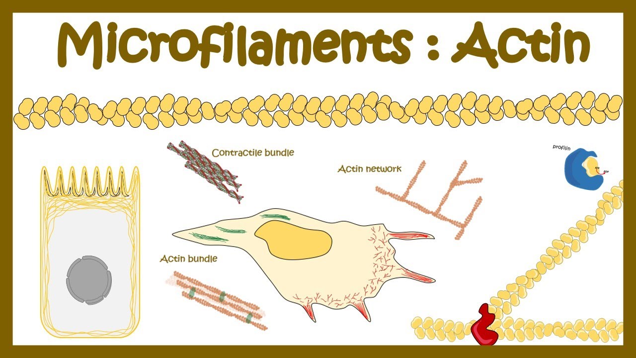 Actin Polymerization (Micro Filament Assembly ) - YouTube