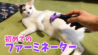 ブラッシング嫌いの猫にファーミネーターを使ってみた時の反応