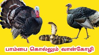 வான்கோழி வளர்ப்பு மற்றும் பராமரிப்பு | Turkey bird