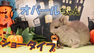 【ショータイプ】パパのカラーを受け継いだオパールちゃん