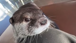 Otter Melonpan looks so cute, resting her Chin on Daddy's Lap😍🦦|Cute Otter