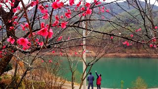 ¡La lluvia primaveral llega al valle montañoso lleno de flores! Mukbang de sopa de kimchi ~