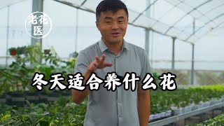 冬天适合养什么花/What flowers are suitable for winter