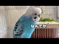 ダイソーへ行ってたインコ　セキセイインコ・うめ