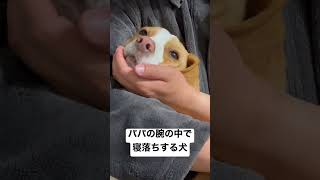 パパの腕の中で寝落ちするビーグル犬