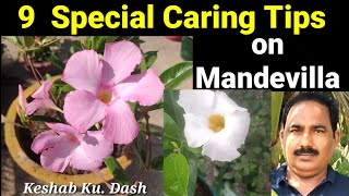 Mandevilla | Mandevilla Plant Care/Mandevilla Diseases and Treatment/How to Care for Mandevilla