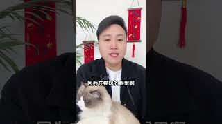 在猫咪的眼里，人类到底有多强大？科学养宠攻略 新手养猫 养猫人 养猫知识  养猫经验分享