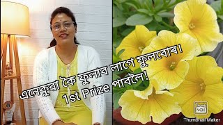 সদৌ অসম ভিত্তিত Flower, Singing, Fashion Show Competition পতা হ'ব/ কেনেকুৱা ফুল লাগিব Competition ত/