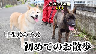 甲斐犬の子犬、生まれて初めてのお散歩！（過去動画）