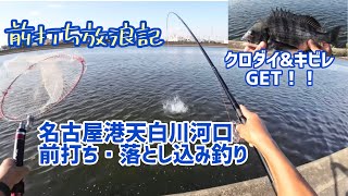 R6/9 名古屋港天白川河口前打ち落とし込み釣りクロダイ\u0026キビレ GET！