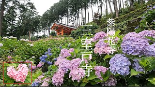 Mimuroto Temple Hydrangea Temple [4K] #Hydrangea #Kyoto