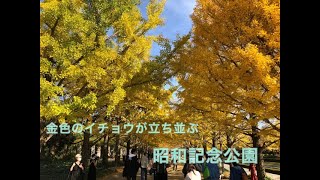 国営昭和記念公園  イチョウ、カエデが見頃でした