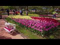 国営昭和記念公園 = チューリップガーデン = 4k tulip garden in showa kinen park