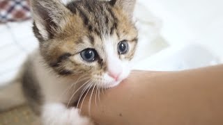 もっと一緒にいたいと子猫が腕をつかんで離さない。かわいい鳴き声で甘えてくる子猫達【赤ちゃん猫】【保護子猫】