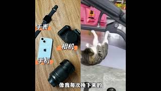 身怀绝技的满级猫咪#危险动作请勿模仿 #动物的迷惑行为 #看一遍笑一遍 #猫咪的迷惑行为