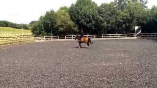 Sam and Sunday interdressage class 1b wtdo8623