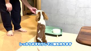 【キャバリア】ご飯が待ちきれない子犬🐶A puppy I can't wait for a meal