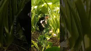 Taro_The_Superfood_Cultivated_in_china_japan_thailand #shorts #viralvideo #farming #satisfying