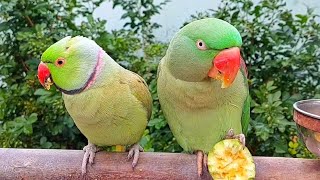 Amazing Parrot Couple Shafin and Alex | Natural Parrot Voices