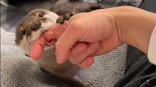 カワウソさくら 甘噛みがしつこすぎたので抵抗してみました play-biting was too persistent so I tried to resist