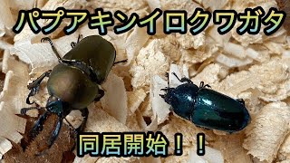 【パプキン②】同居開始！ペアリングうまくいくのか！？【累代開始していく！】