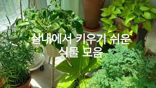 실내에서 키우기 쉬운 식물들 추천❗Recommended indoor plants