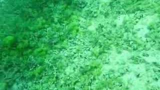 Snake in the bottom of Lake Ohrid