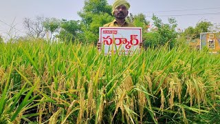 అత్యధిక దిగుబడినిచ్చే వరి వంగడం సేఫ్ జిన్ సీడ్స్ వారి \