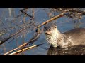 eurasian otter